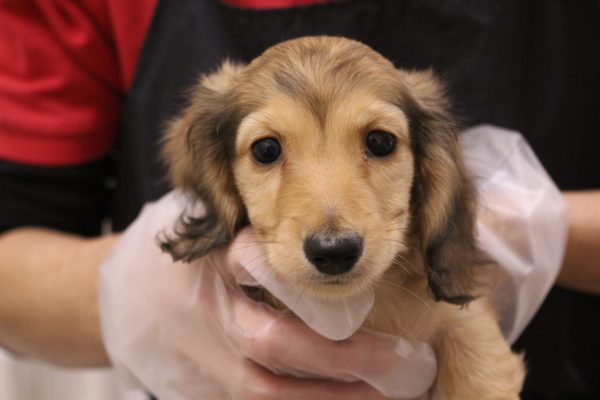 ミニチュアダックスフンド