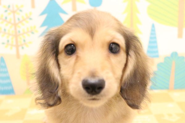 ミニチュアダックスフンド