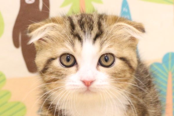 スコティッシュ