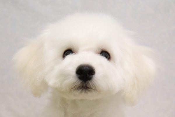 ビションフリーゼ