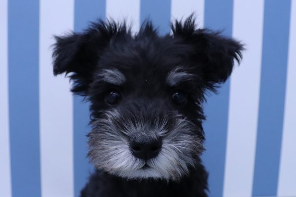 ミニチュアシュナウザー