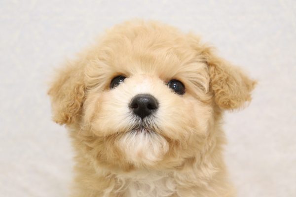 ミックス（ハーフ犬）