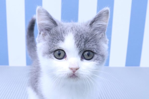 ブリティッシュ