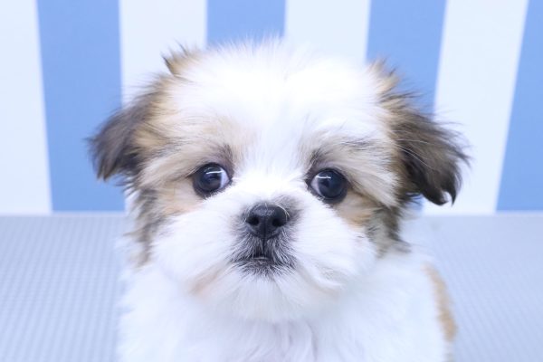 ミックス(ハーフ犬)