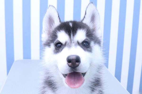 シベリアンハスキー