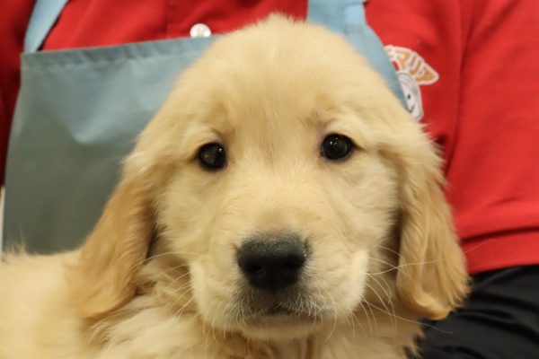 ゴールデンレトリーバー