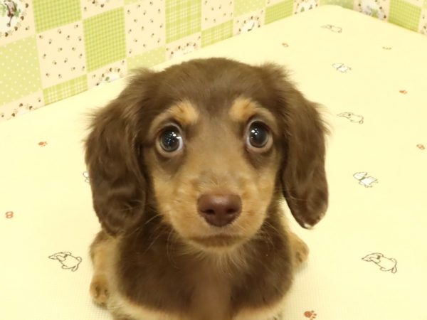 ミニチュアダックスフンド