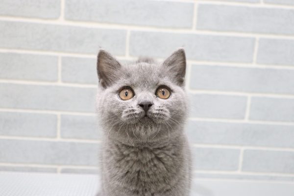 ブリティッシュ