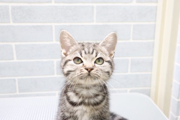 アメリカンショートヘア