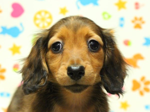 ミニチュアダックスフンド