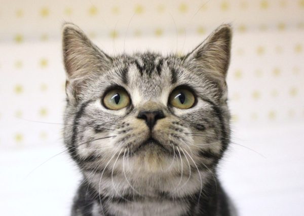 アメリカンショートヘア