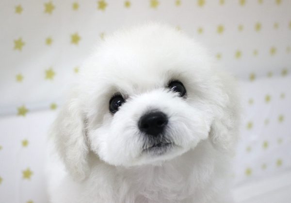 ビションフリーゼ