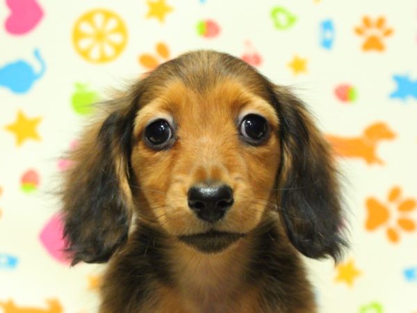 ミニチュアダックスフンド