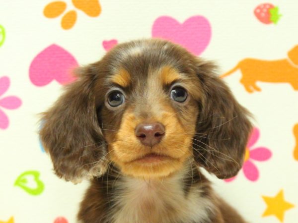 カニンヘンダックスフンド