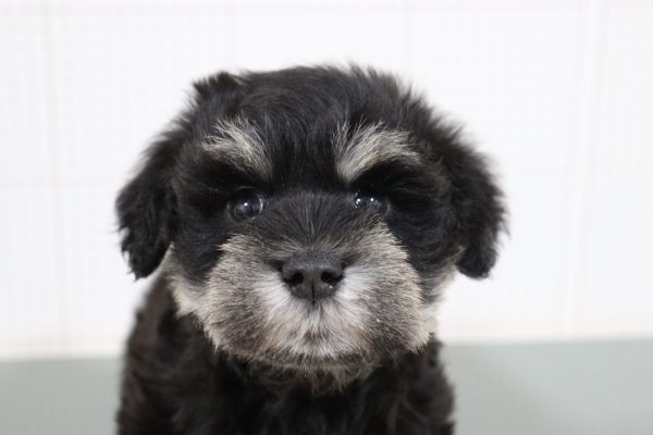 ミニチュアシュナウザー