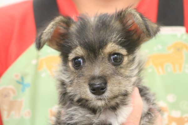 ミックス（ハーフ犬）