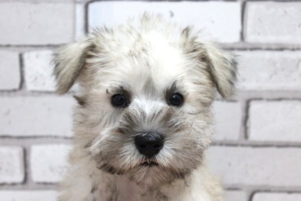 ミニチュアシュナウザー