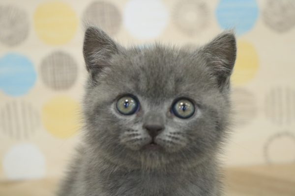 ブリティッシュ