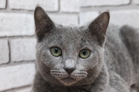 ロシアンブルー