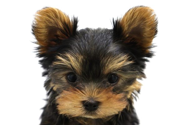 ヨークシャーテリア