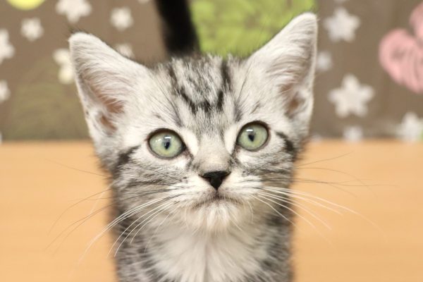 アメリカンショートヘア