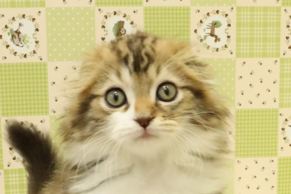 スコティッシュ