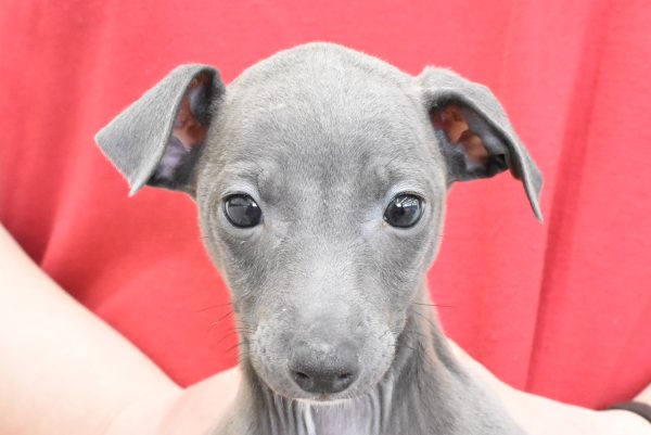 イタリアングレーハウンド