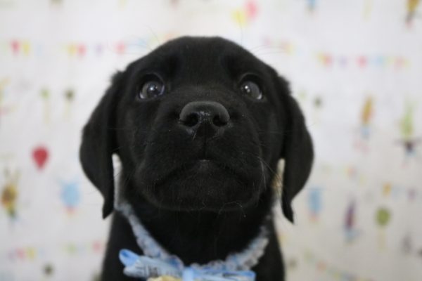 ラブラドールレトリーバー