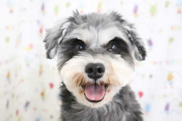 ミニチュアシュナウザー