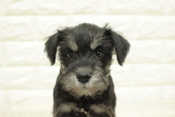 ミニチュアシュナウザー