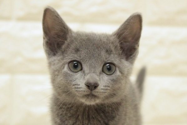 ロシアンブルー