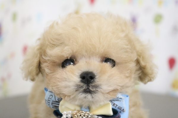 タイニープードル