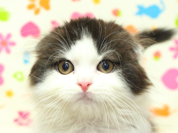 スコティッシュ