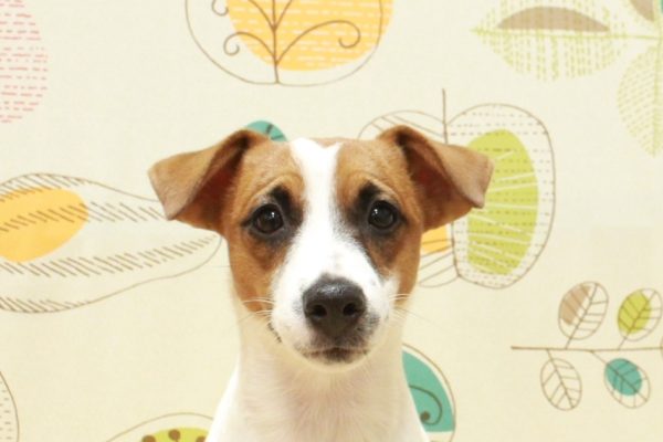 ジャックラッセルテリア