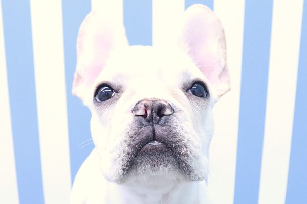 フレンチブルドッグ