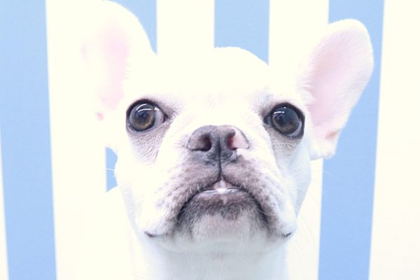 フレンチブルドッグ