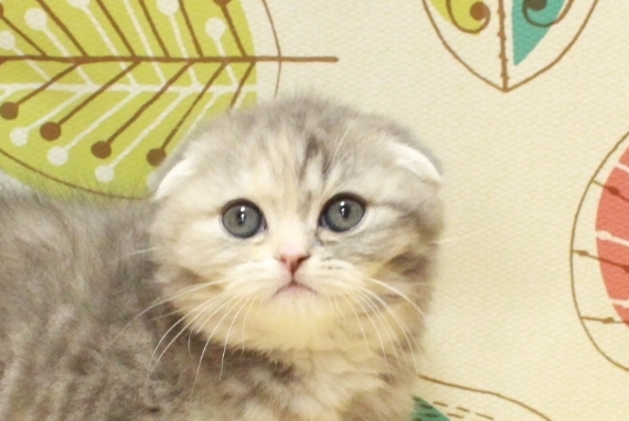 スコティッシュ