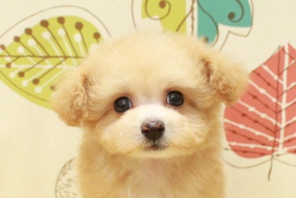 ミックス（ハーフ犬）