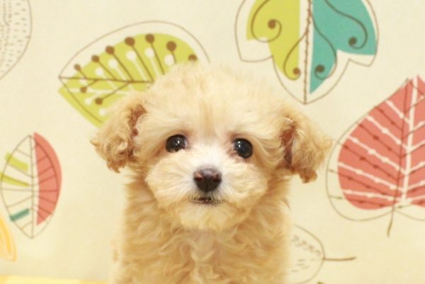 ミックス（ハーフ犬）