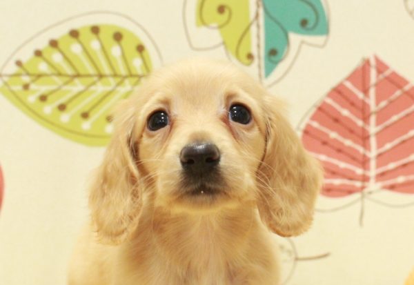 ミニチュアダックスフンド