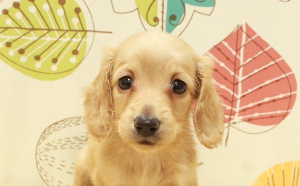 ミニチュアダックスフンド