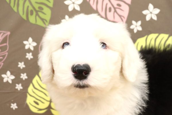 オールドイングリッシュ