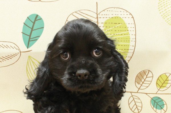 アメリカンコッカースパニエル