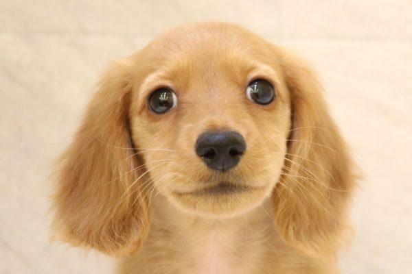 カニンヘンダックスフンド