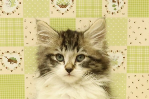 ミヌエット（ナポレオン）