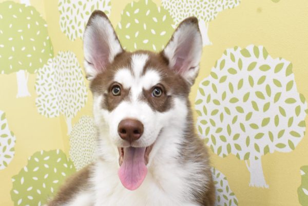 シベリアンハスキー