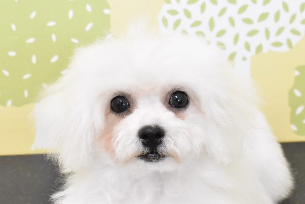 ビションフリーゼ