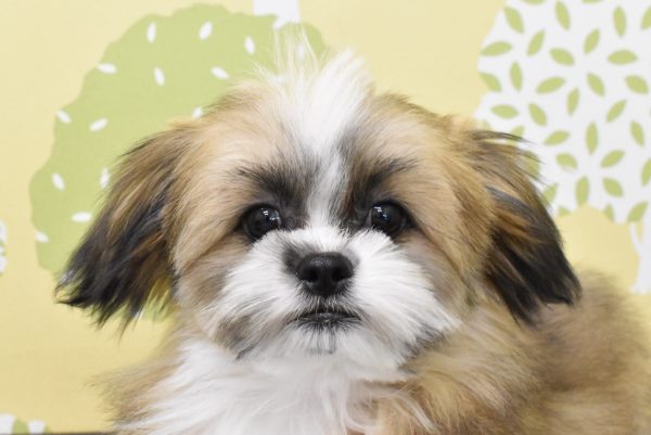 ミックス（ハーフ犬）