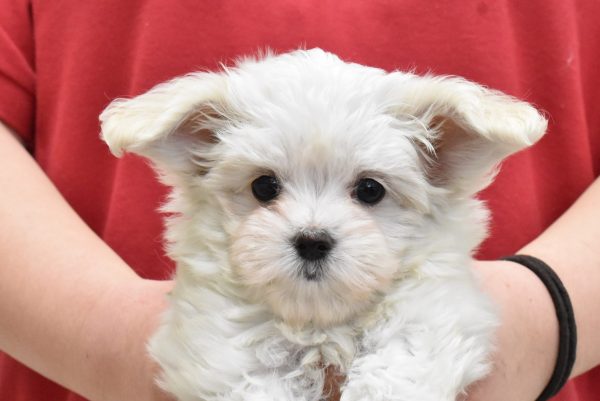 ミックス（ハーフ犬）