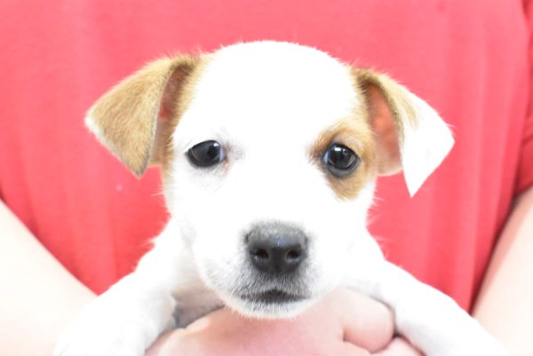 ジャックラッセルテリア